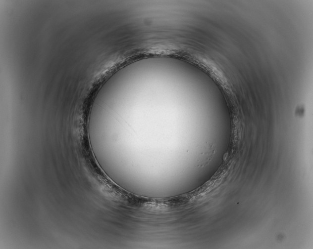 X0000099510354200805291154