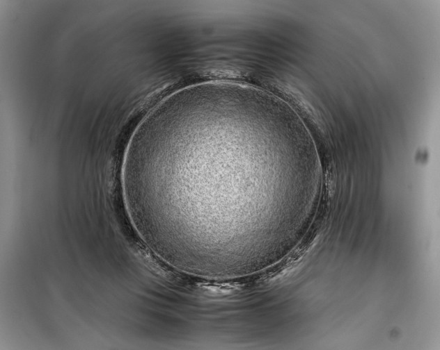 X0000099510359200805291154