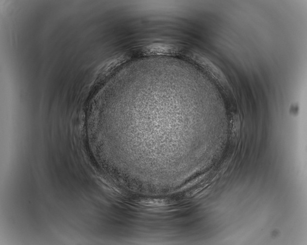 X0000099510361200805291154