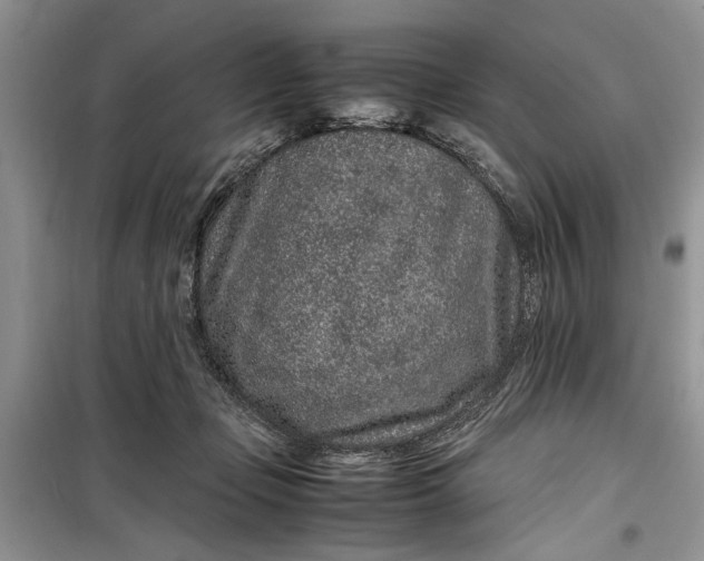 X0000099510365200805291154