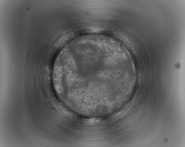 X0000099510366200805291154