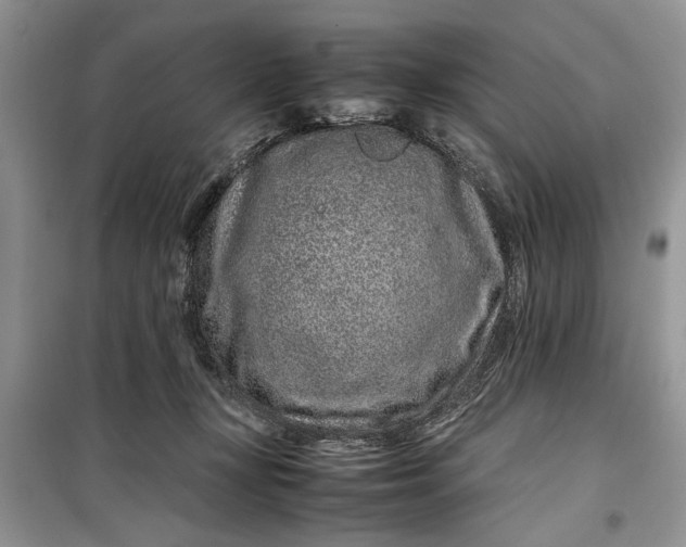 X0000099510367200805291154