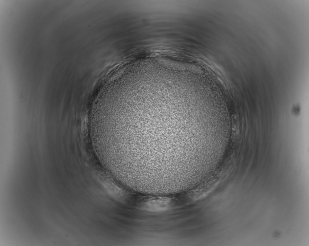 X0000099510369200805291154