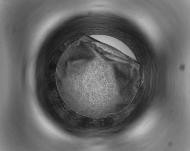 X0000099510383200805291155