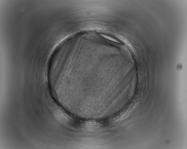 X0000099510399200805291154