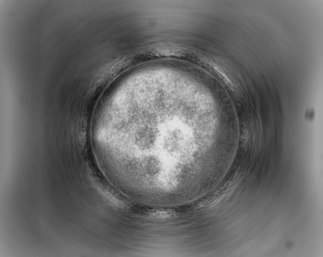 X0000099510402200805291154