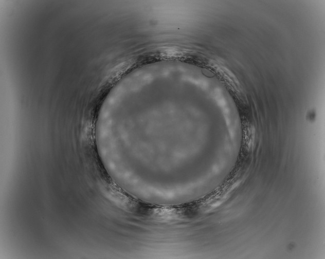 X0000099510419200805291153