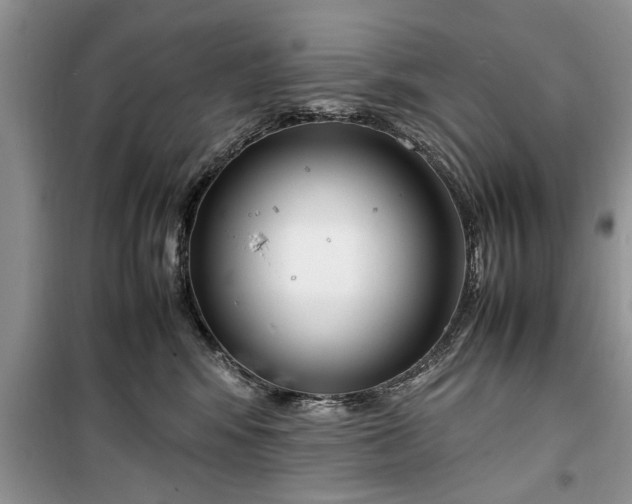 X0000099510424200805291153