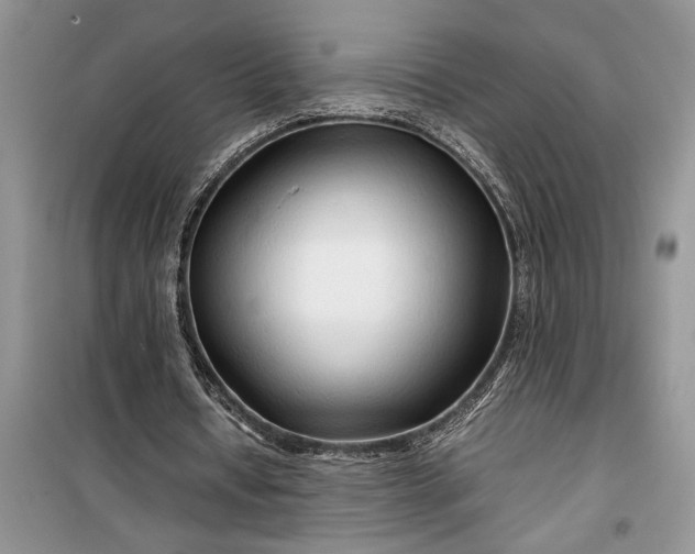 X0000099510434200805291153