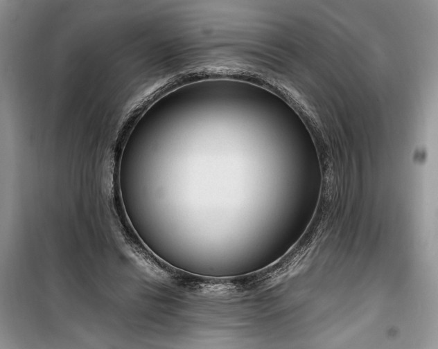 X0000099510446200805291153