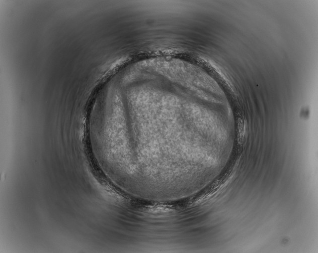 X0000099510451200805291153