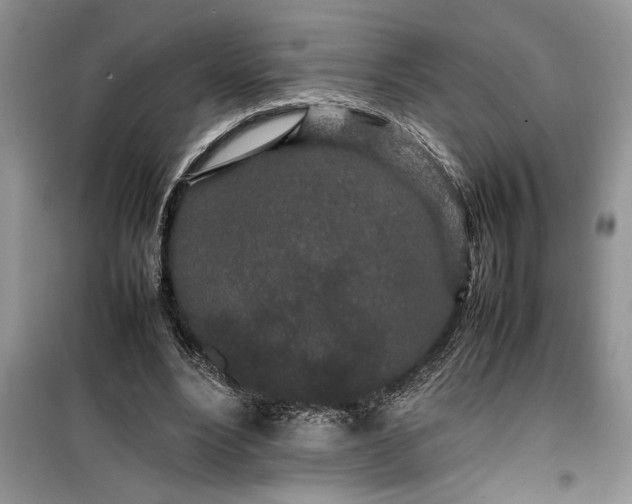 X0000099510488200805291153