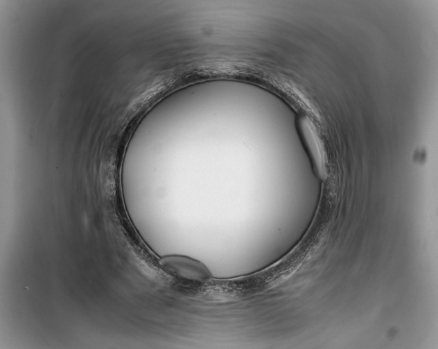 X0000099510489200805291153