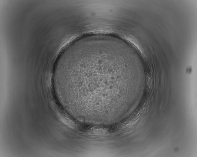 X0000099510491200805291153