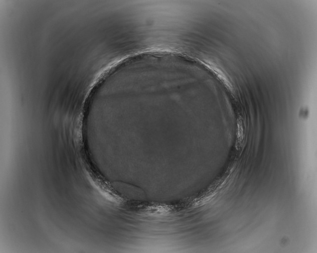 X0000099510492200805291153