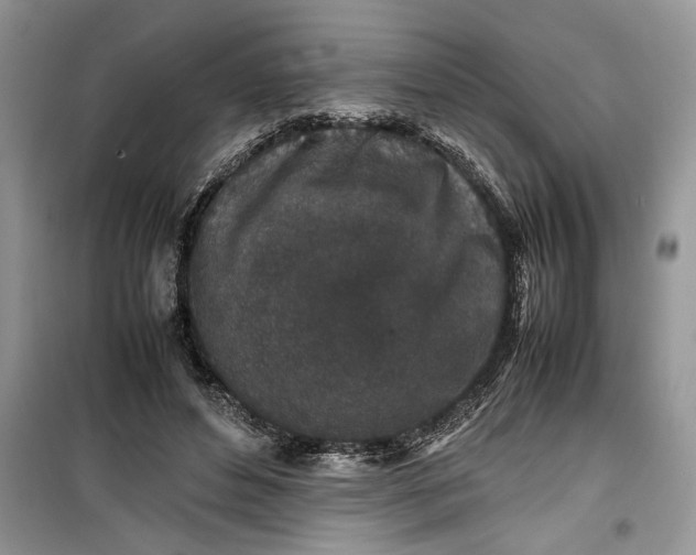 X0000099510496200805291153