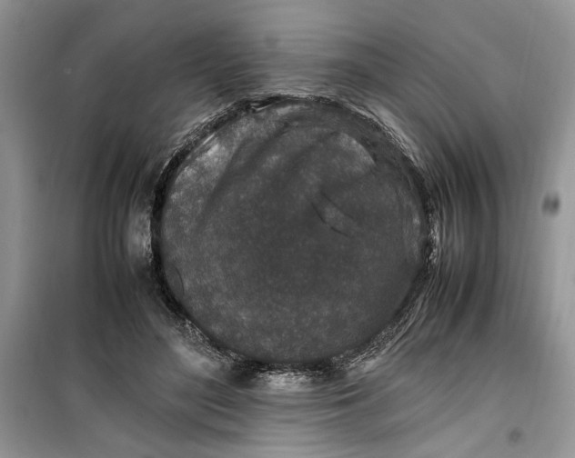 X0000099510500200805291152