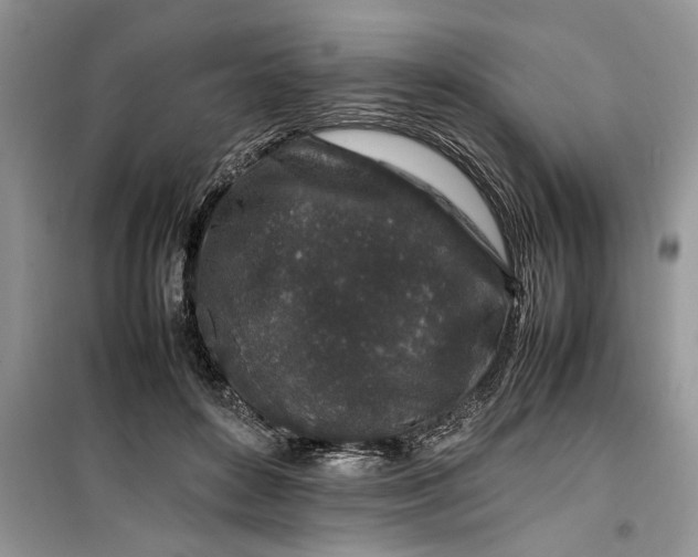 X0000099510504200805291152