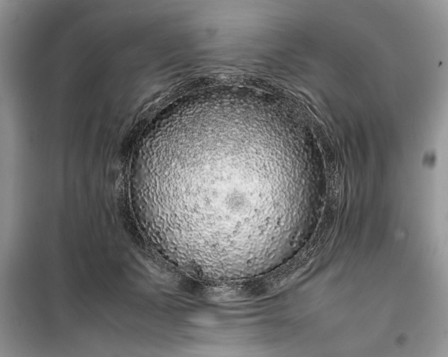 X0000099510511200805291152