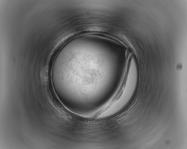 X0000099510531200805291151