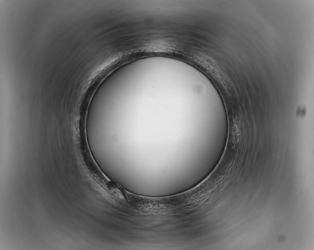 X0000099510535200805291151