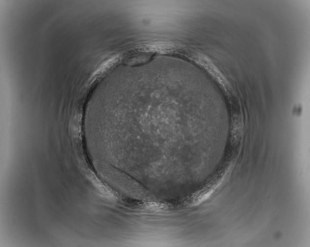 X0000099510585200805291151