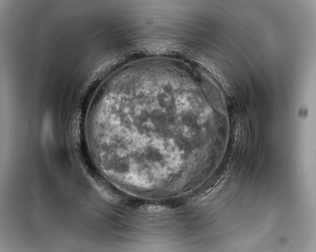 X0000099510590200805291151