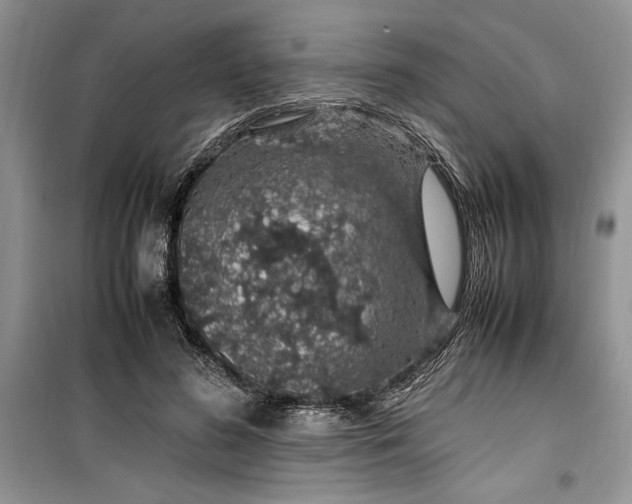 X0000099510596200805291151