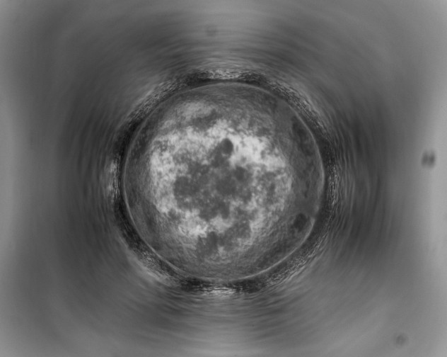 X0000099510598200805291151