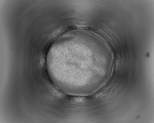 X0000099510618200805291151