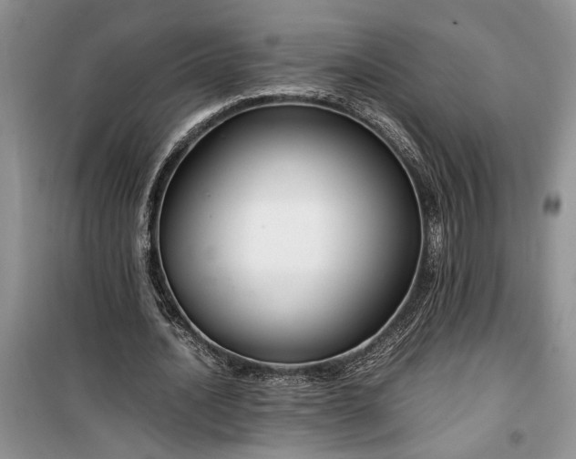 X0000099510628200805291150