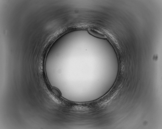 X0000099510633200805291150