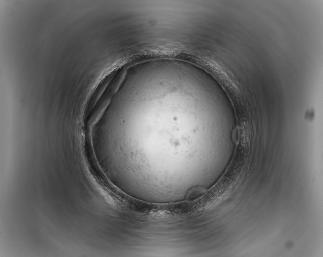 X0000099510634200805291150