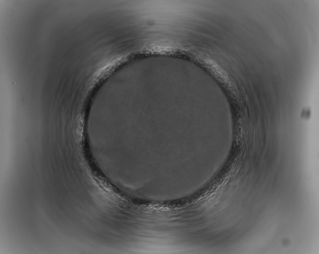 X0000099510640200805291150