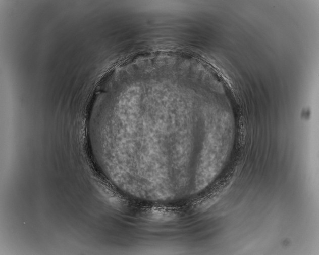 X0000099510641200805291150