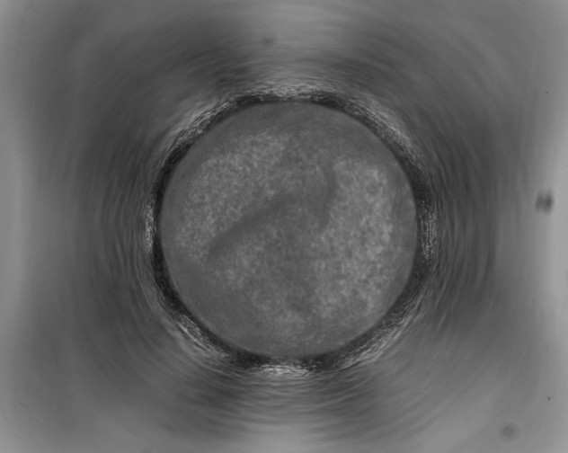 X0000099510644200805291150