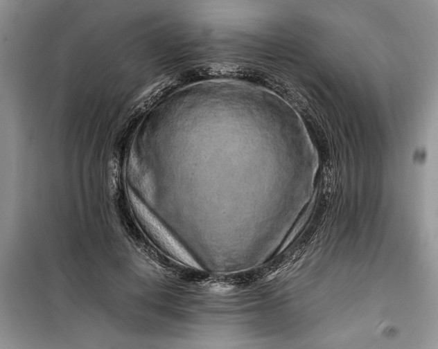 X0000099510648200805291150