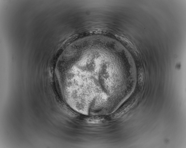 X0000099510661200805291150