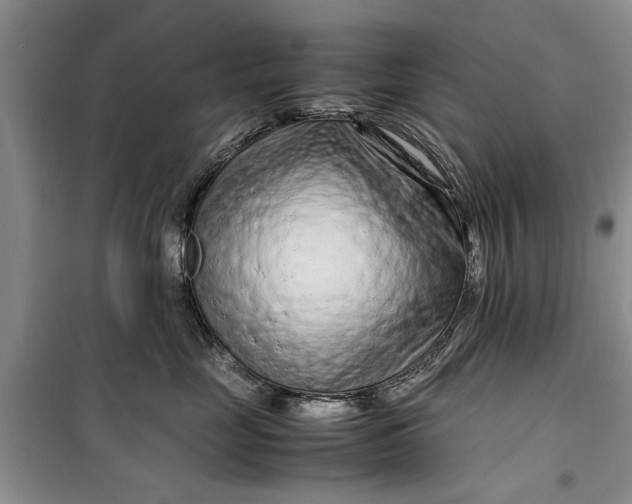 X0000099510669200805291150