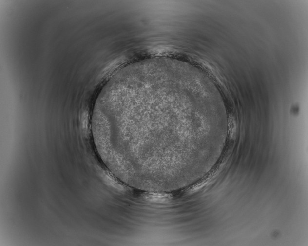 X0000099510670200805291151