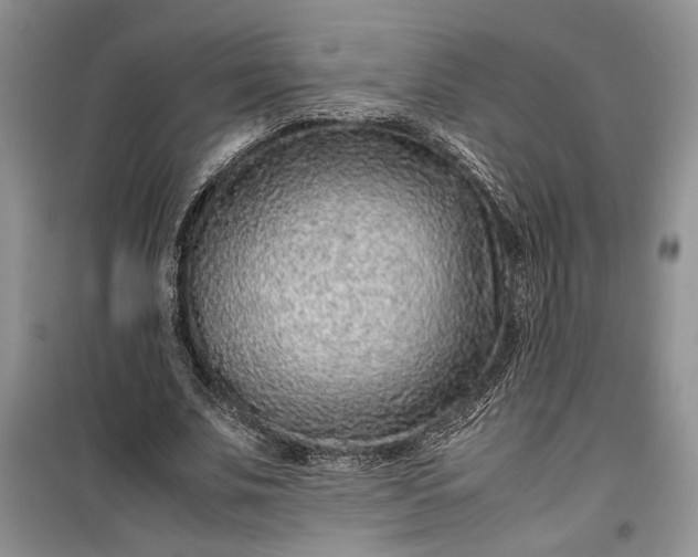 X0000099510679200805291150