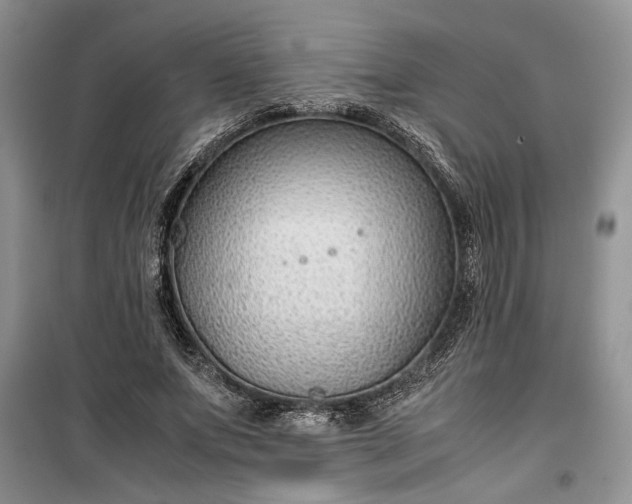 X0000099510687200805291150