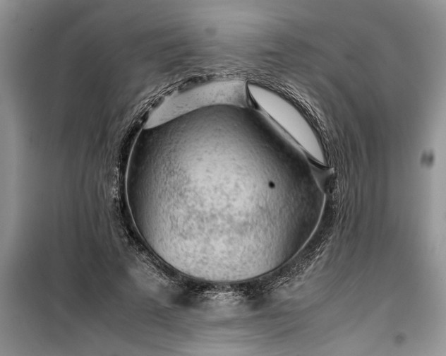 X0000099510689200805291150