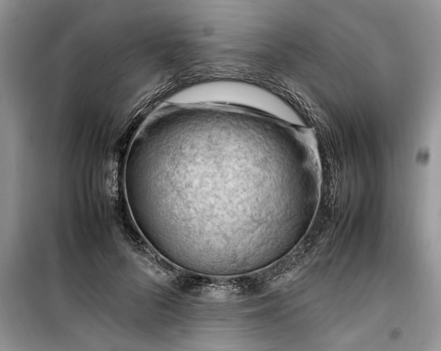 X0000099510696200805291150