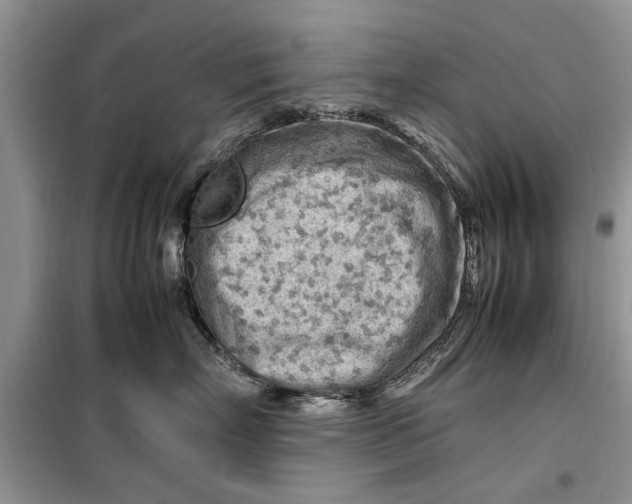 X0000099510718200805291149