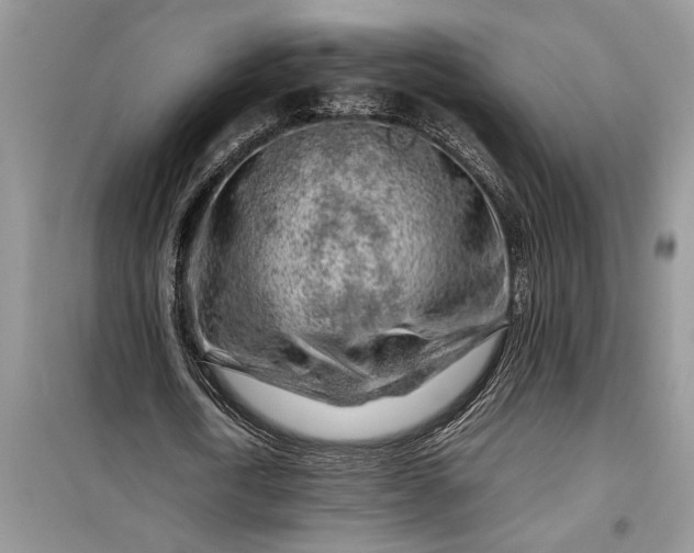 X0000099510722200805291149