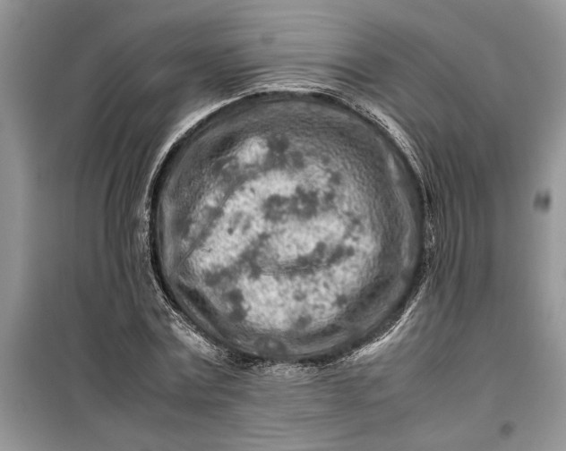 X0000099510779200805291148