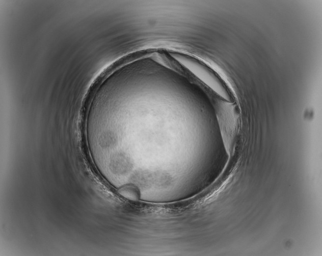 X0000099510783200805291148