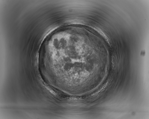 X0000099510790200805291148