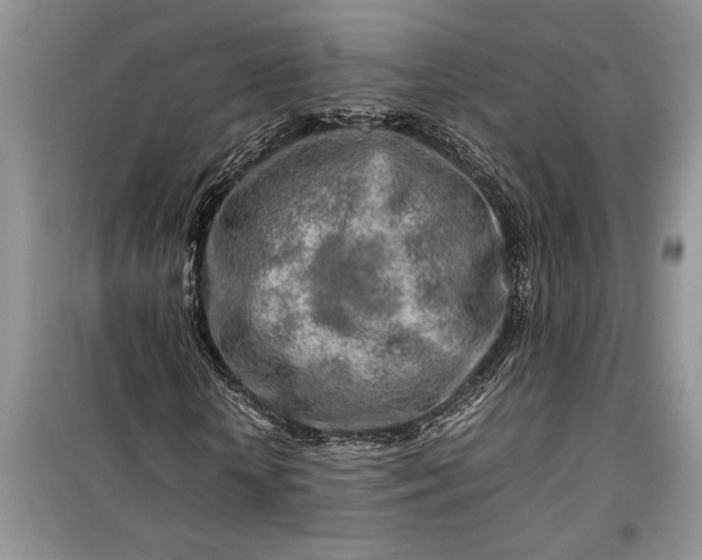 X0000099510818200805291147